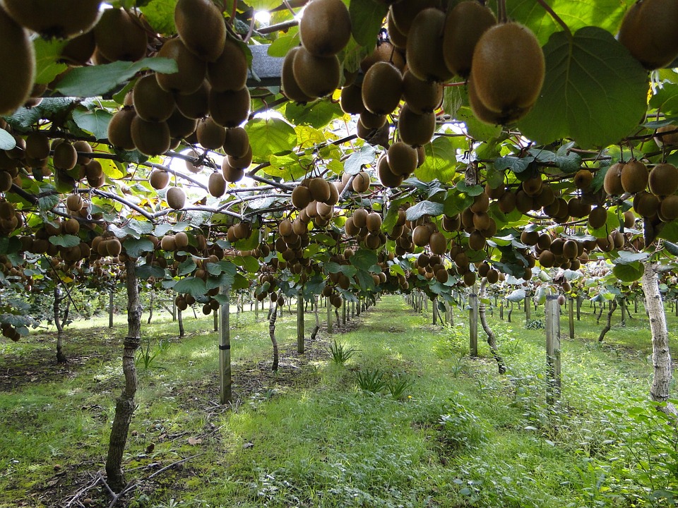 kiwis-196807_960_720