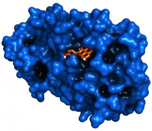 La quercetina della mela batte il corona virus 1 – 0