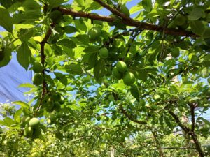 Nuovi impianti, impollinazione e biodiversità: nei campi Gullino la qualità si costruisce prima della raccolta